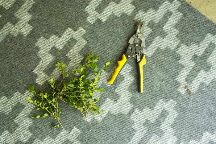 trimmed boxwood to make free wreath