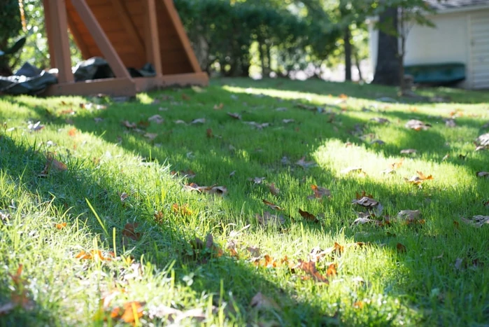 grass after 8 days closeup