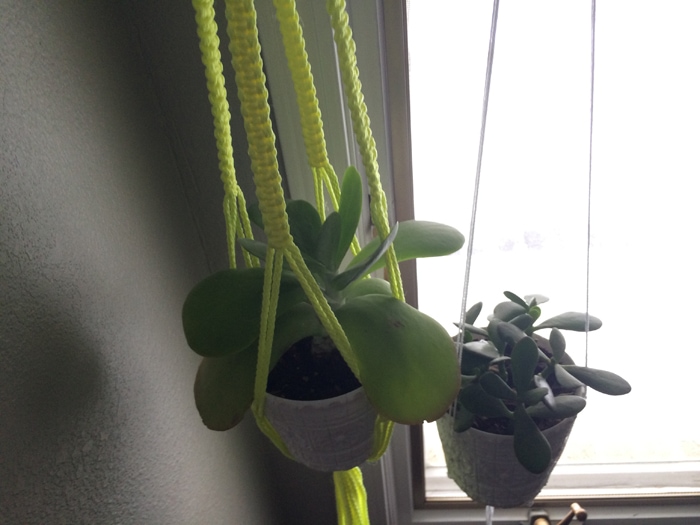 hanging succulents in bathroom