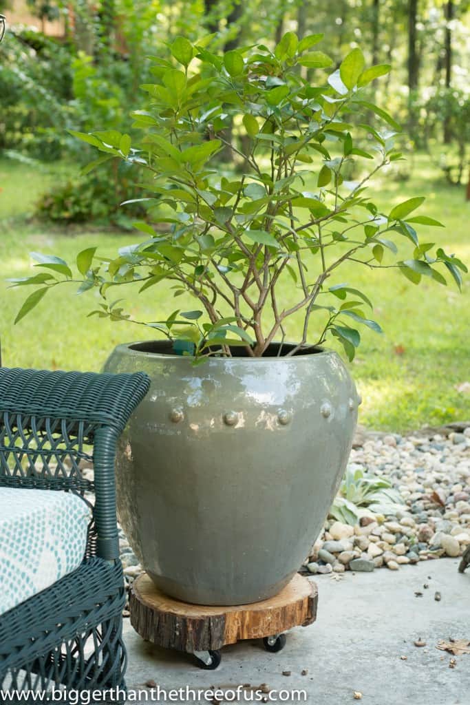 DIY This Heavy-Duty Rolling Plant Stand out of A Tree Stump!