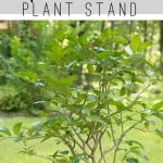 DIY This Heavy-Duty Rolling Plant Stand out of A Tree Stump!