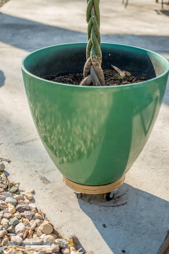 DIY planter stand on wheels for under $5