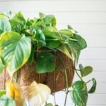 Mid-Century Inspired Planter