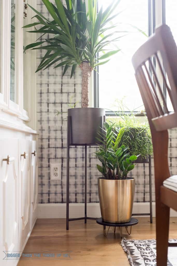 Common house plants showing the ZZ plan in dining room