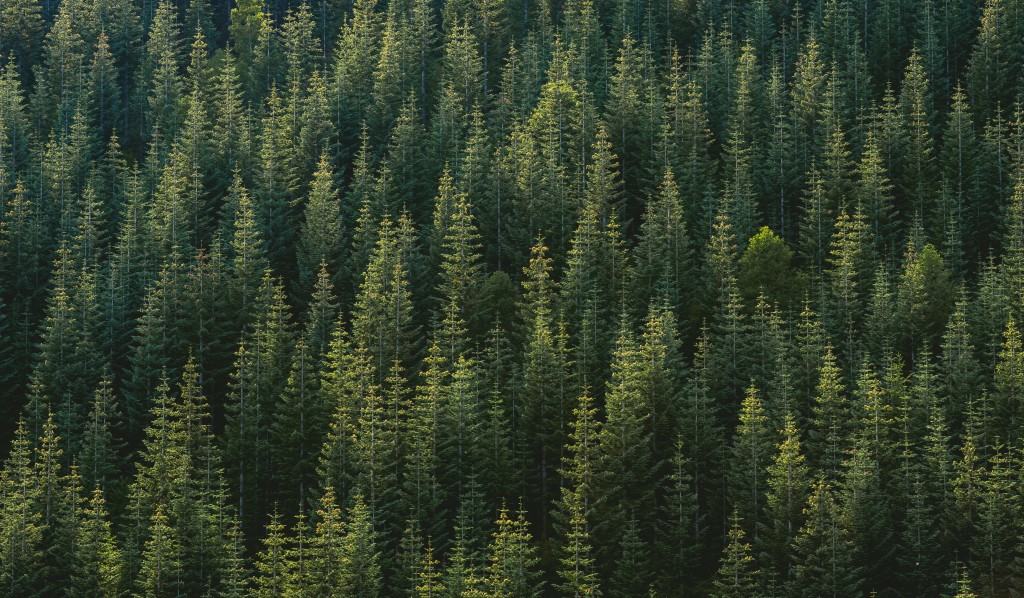 Aerial photo of a forest free art print