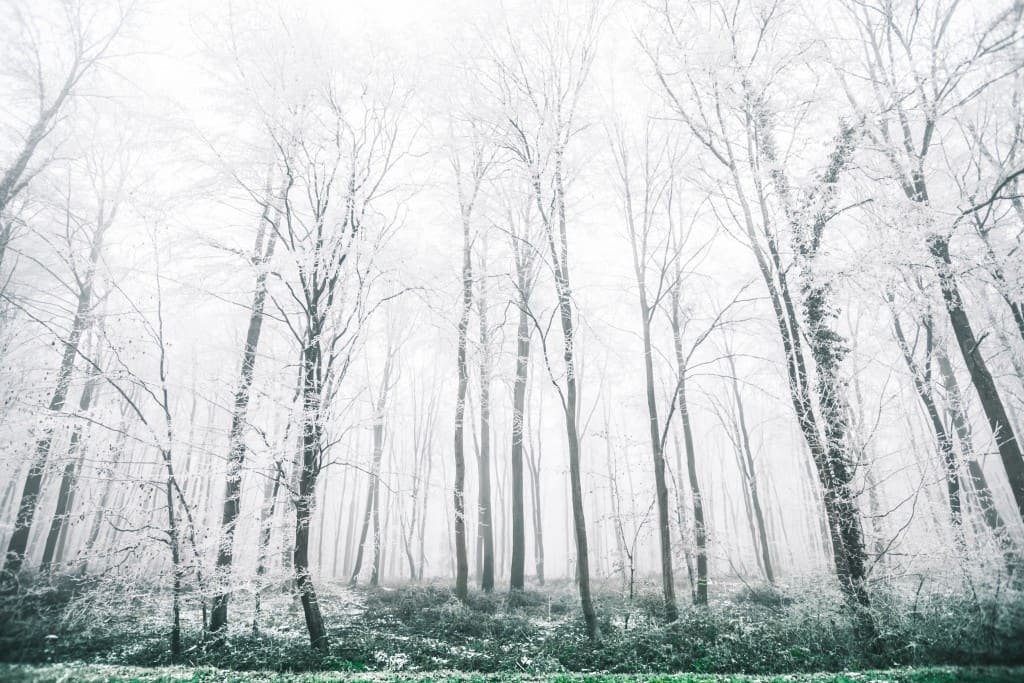 Forest covered in snow free wall art (plus more in post)