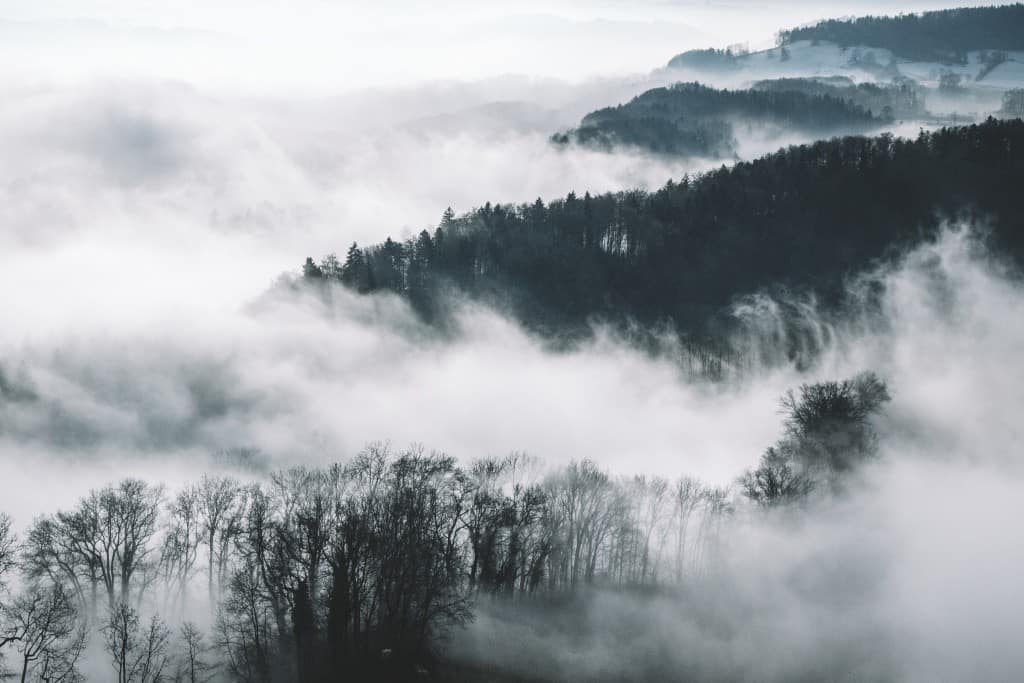 Fog covered forest free wall art 