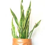 Get the how-to for making this leather planter!