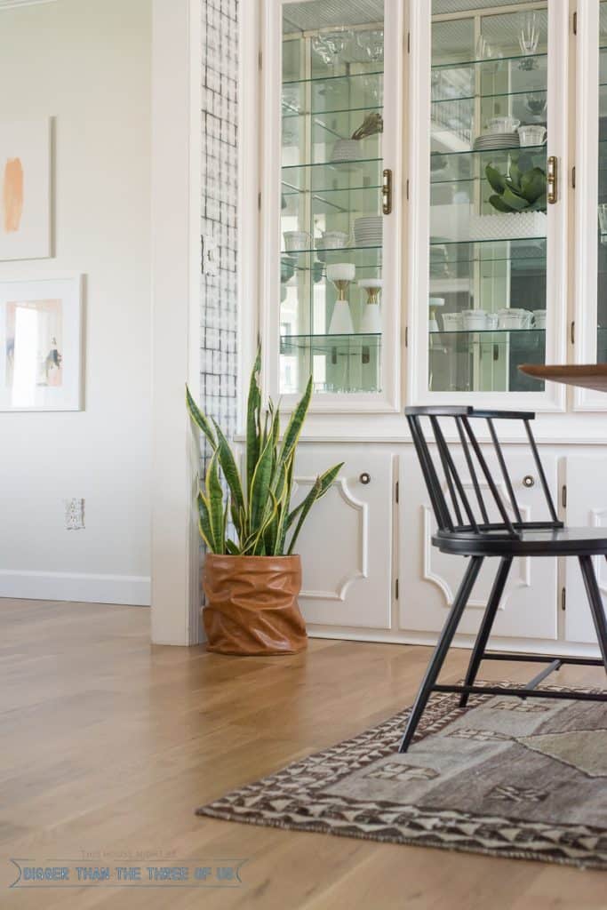 Snake plant care showing snake plant in dining room corner