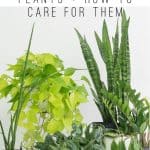 5 Easy Houseplants and How to Care For Them