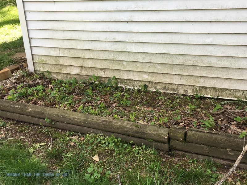 Mold and mildew on shed