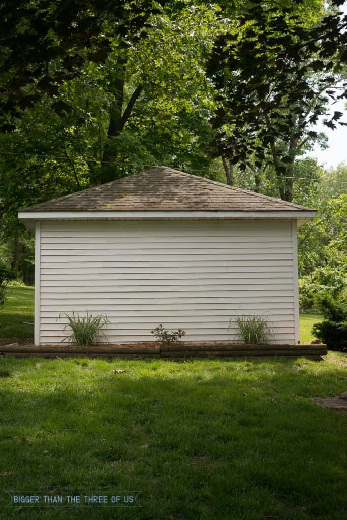 Frugal landscaping with silver grass and hummingbird bush in front of white shed.