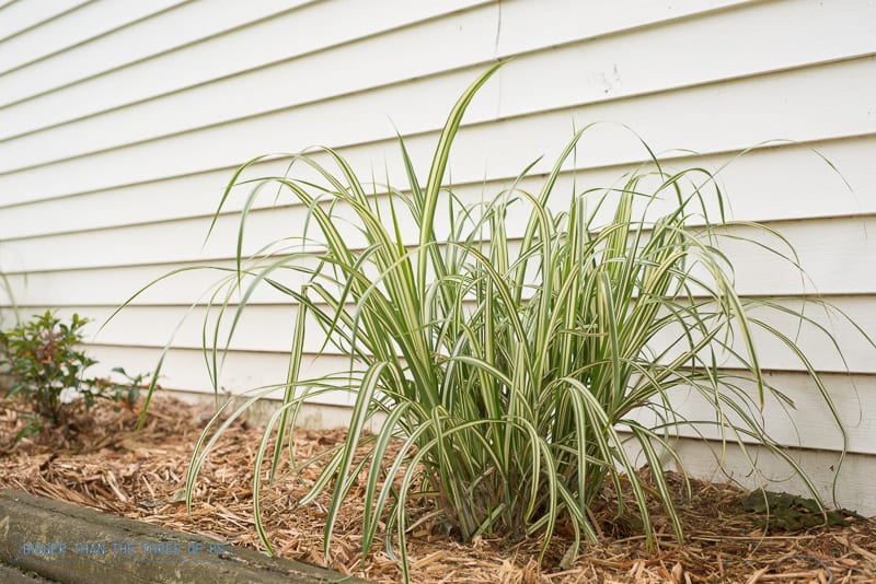 Japanese silver grass in front of shed.