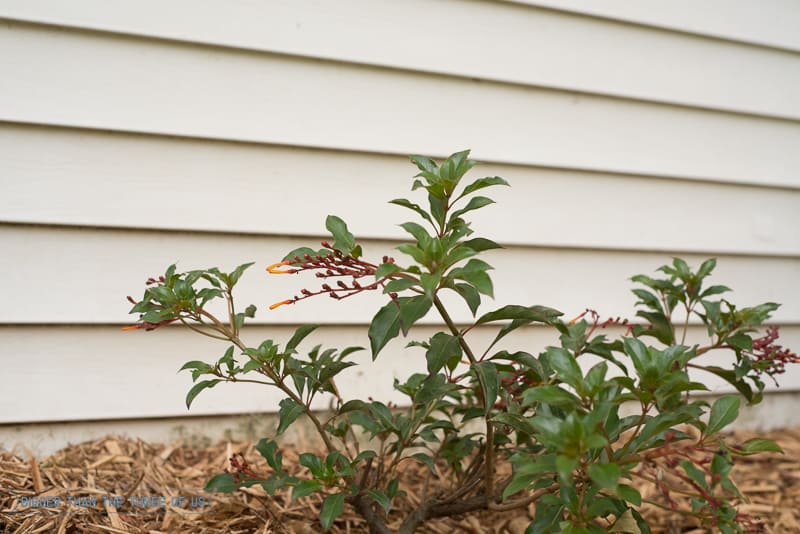 Hummingbird bush in front of shed