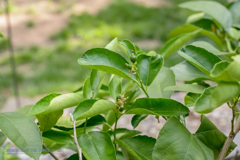 This budget friendly patio refresh includes lots of tips and projects for updating your space on the cheap! Closeup of Lime tree