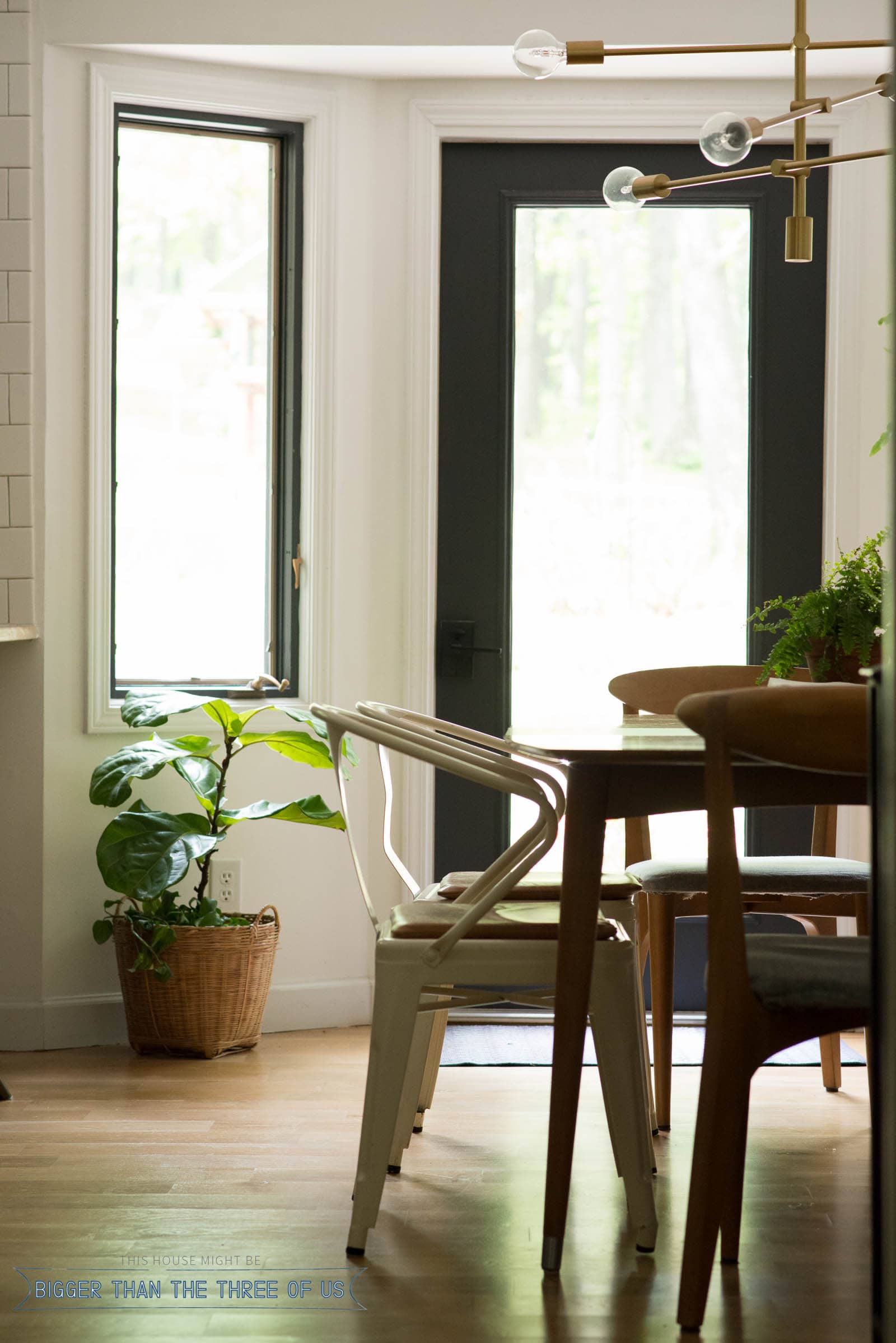 Watering a fiddle leaf fig