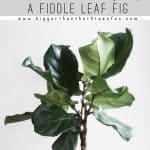 How To Water A Fiddle Leaf Fig