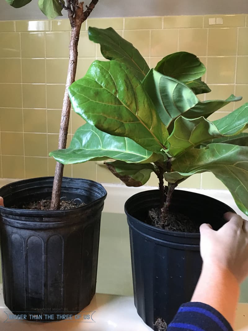 How to Water a Fiddle Leaf Fig - Bigger Than the Three of Us