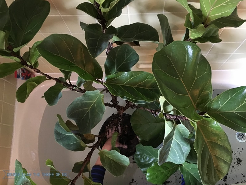 How To Water A Fiddle Leaf Fig