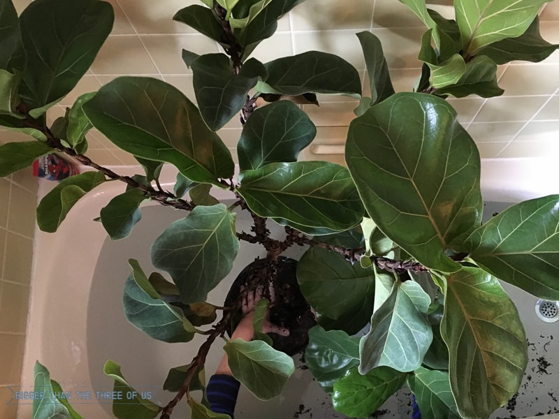 fiddle fig leaf water tree often should