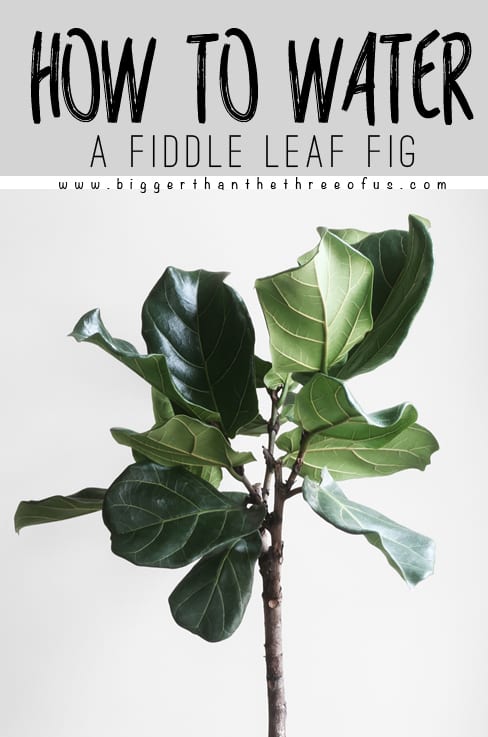 fiddle leaf fig water watering bigger than