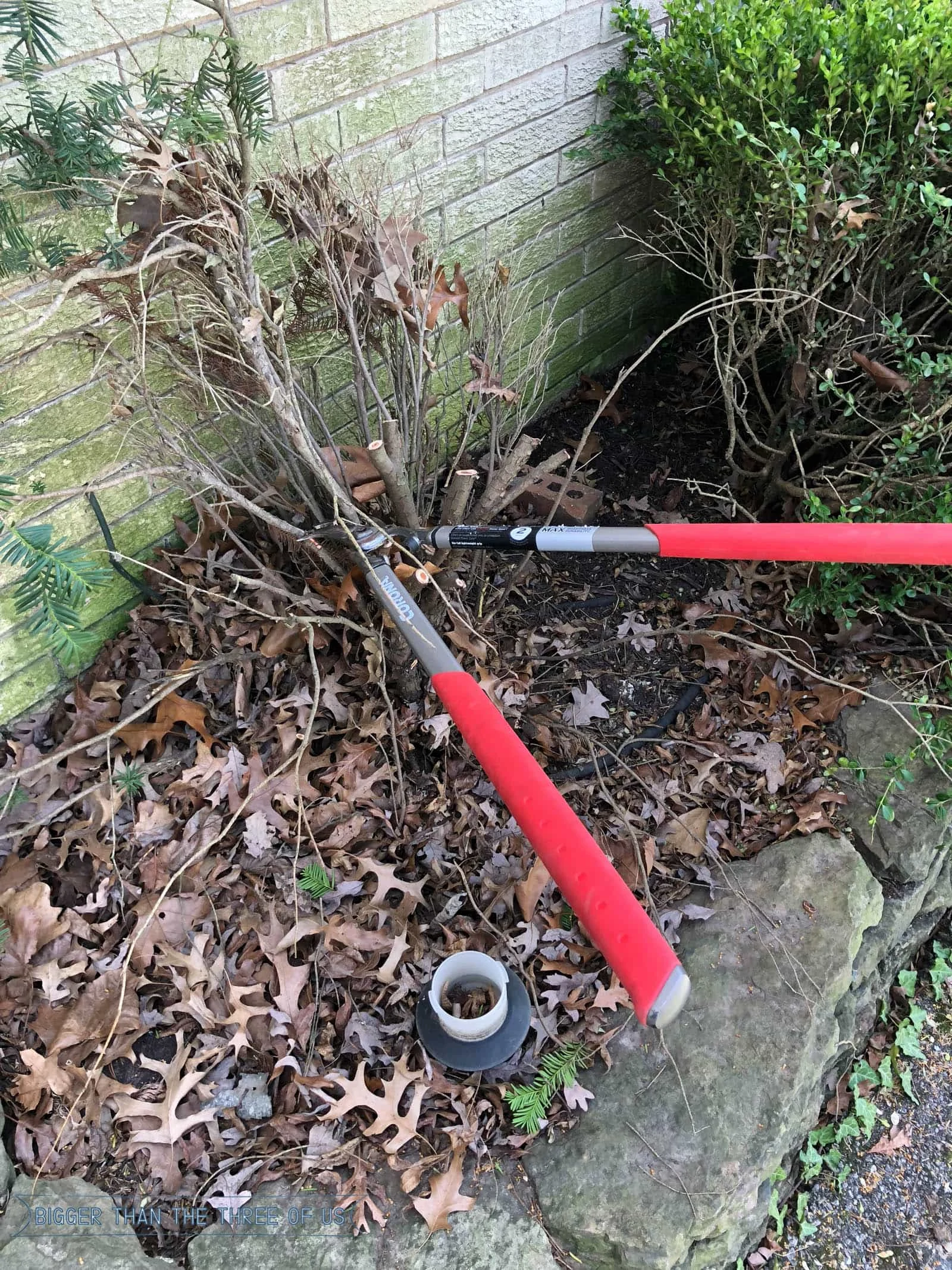 Trimming Big boxwoods back 