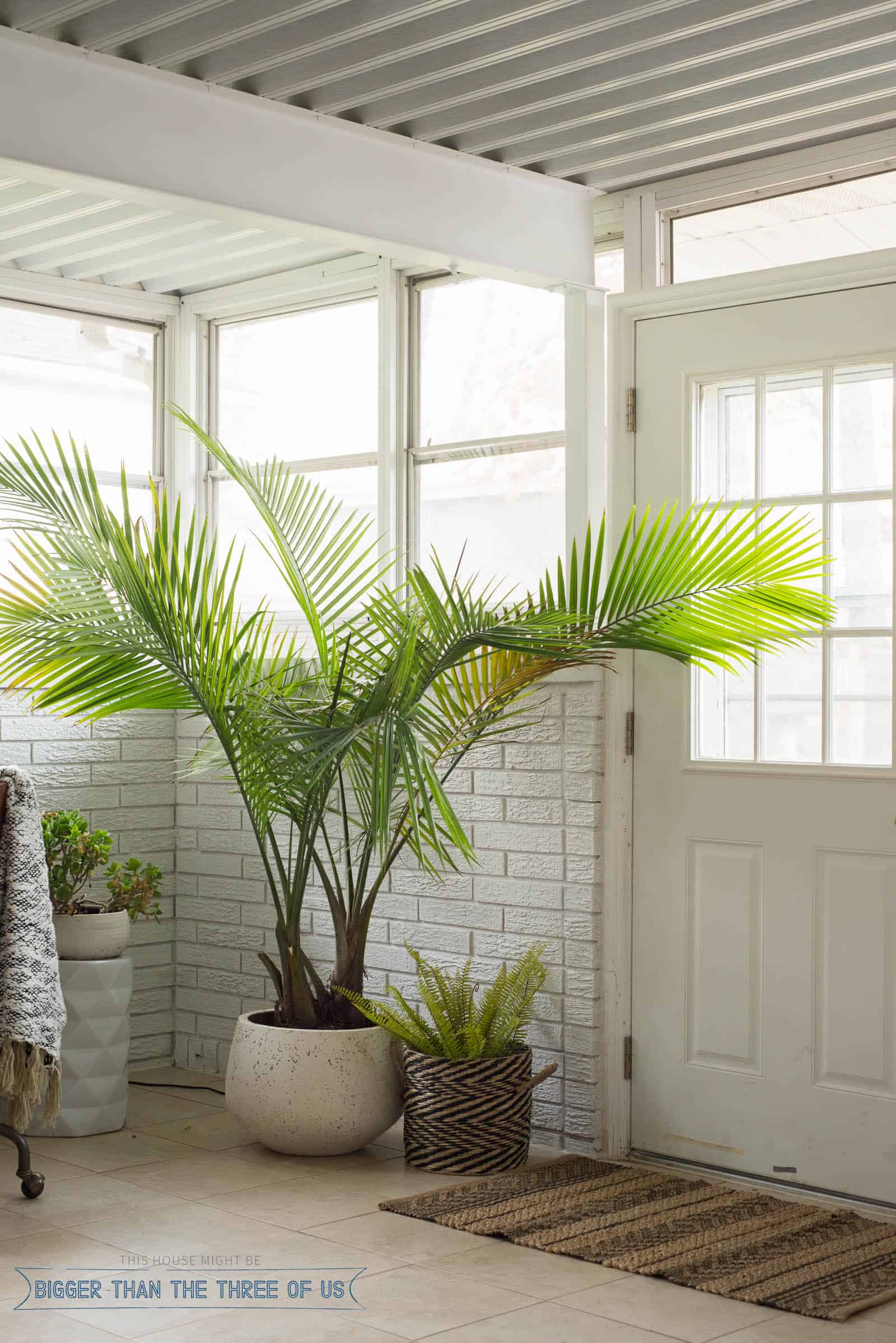 White Painted Brick in sunroom corner by door with large palm tree and a small fern in a black and white basket.