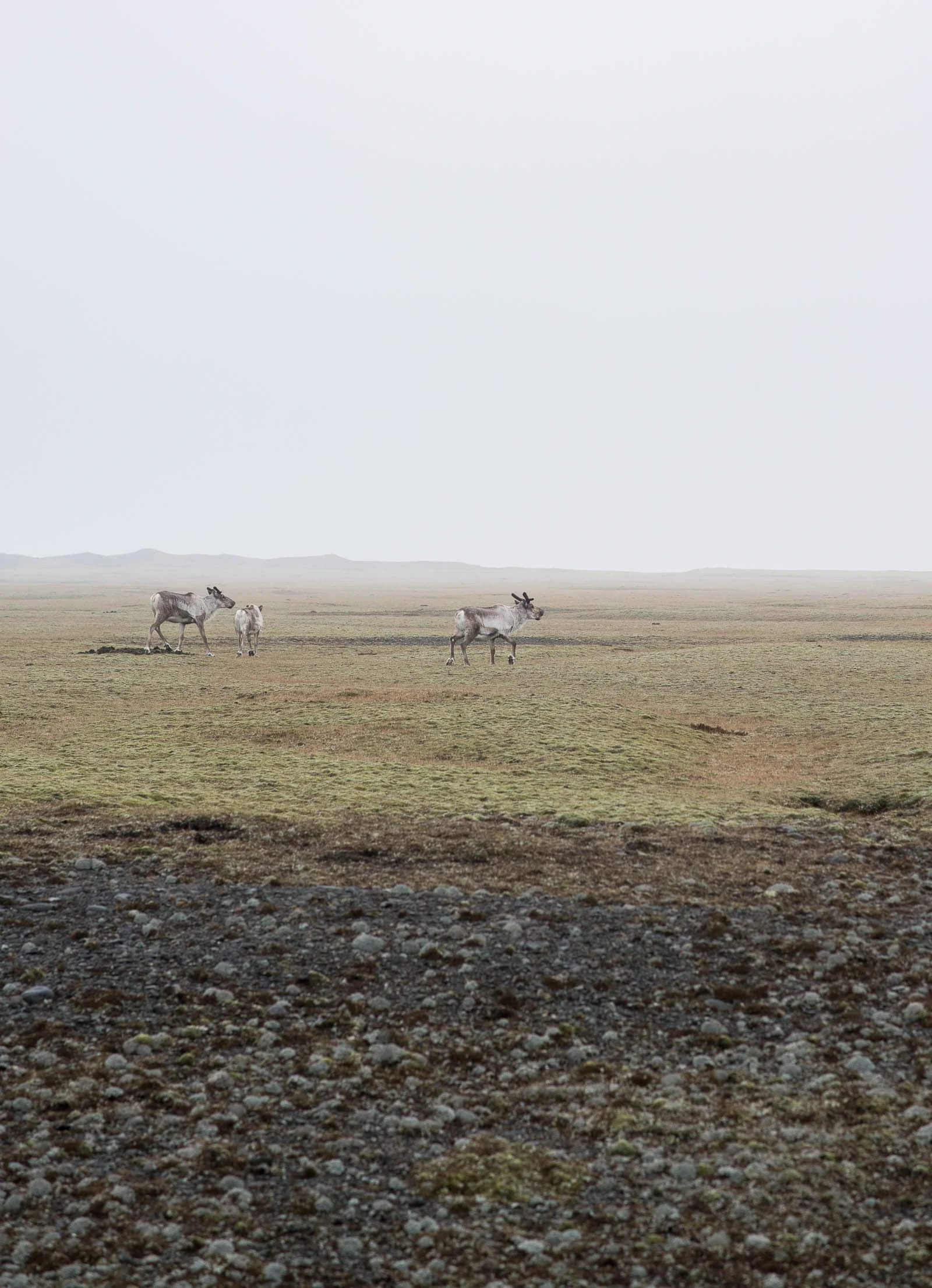 Reindeer in Iceland 