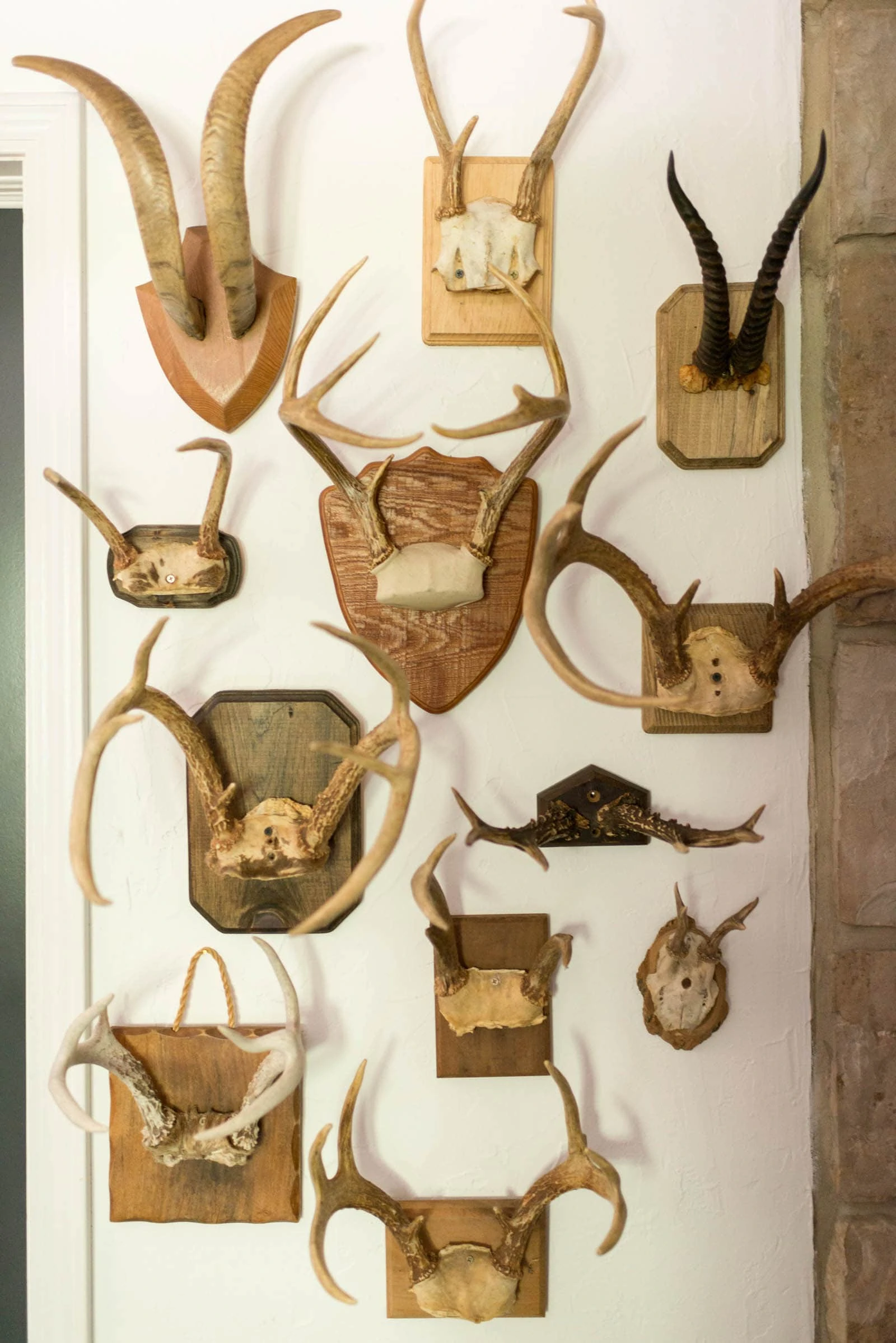 Antler Gallery Wall 