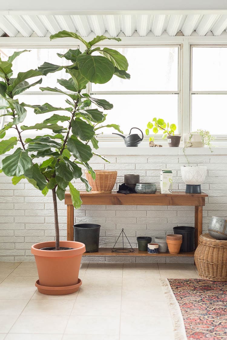 How to Water a Fiddle Leaf Fig - Bigger Than the Three of Us