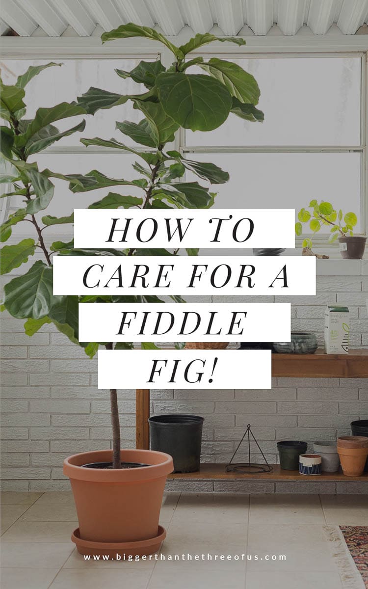 How To Water A Fiddle Leaf Fig Bigger Than The Three Of Us