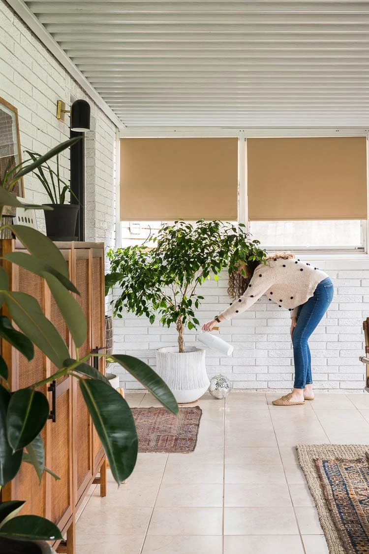 Weeping fig in sunroom 