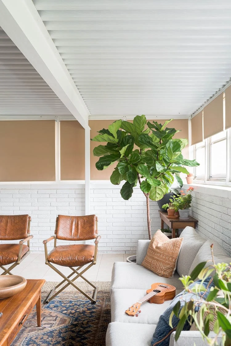 Fiddle leaf tree in four seasons room 