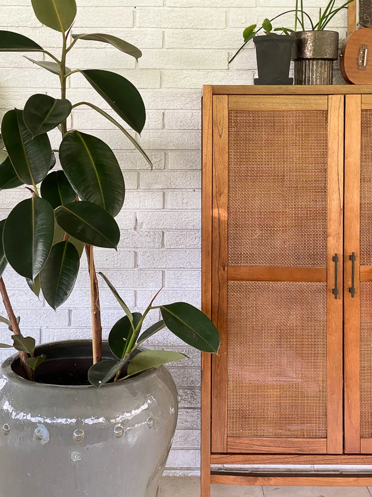 Four seasons room with a large rubber tree and office storage