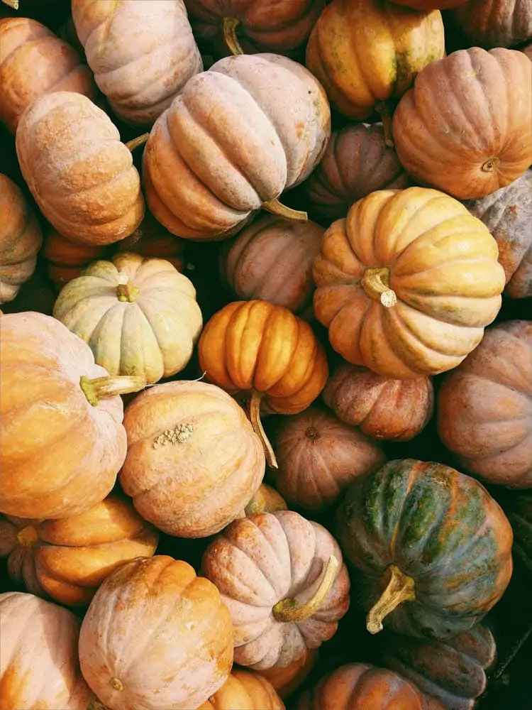 collection of pumpkins as Halloween art 