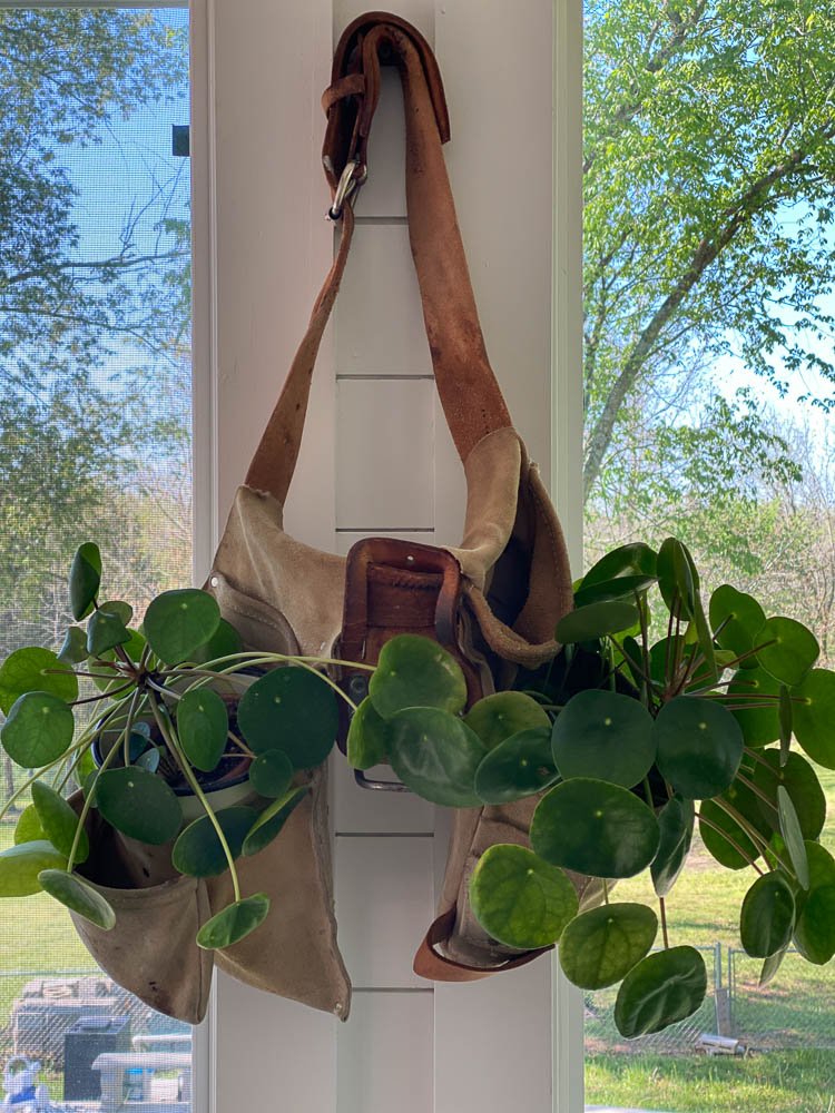 old carpenter's belt as a plant hanger