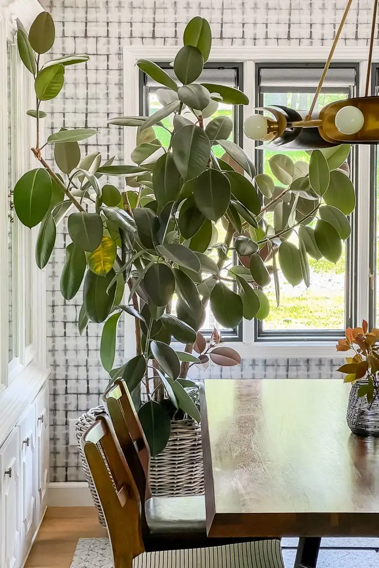 large indoor tree in modern dining room