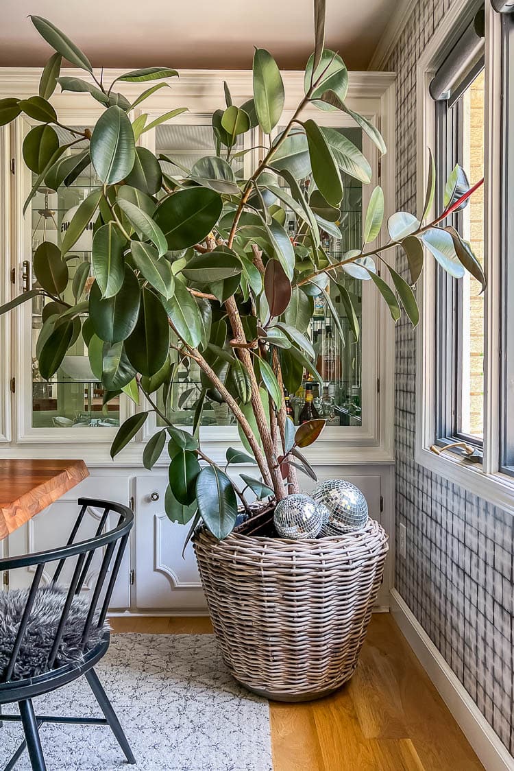 Large indoor rubber tree inside by table