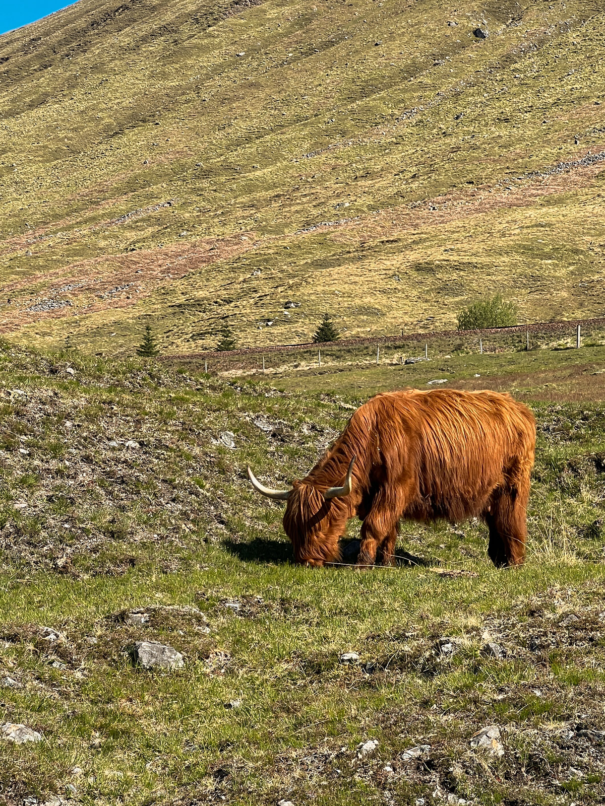 Highland Cows on WHW