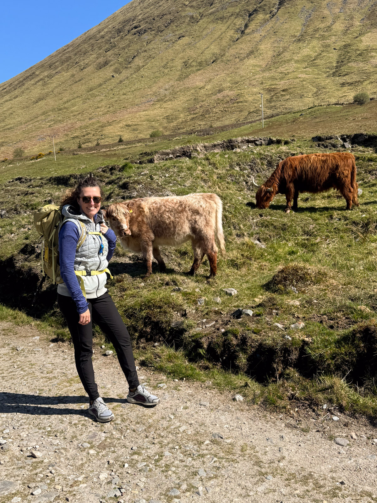 Highland Cows on the West Highland way near Tyndrum 