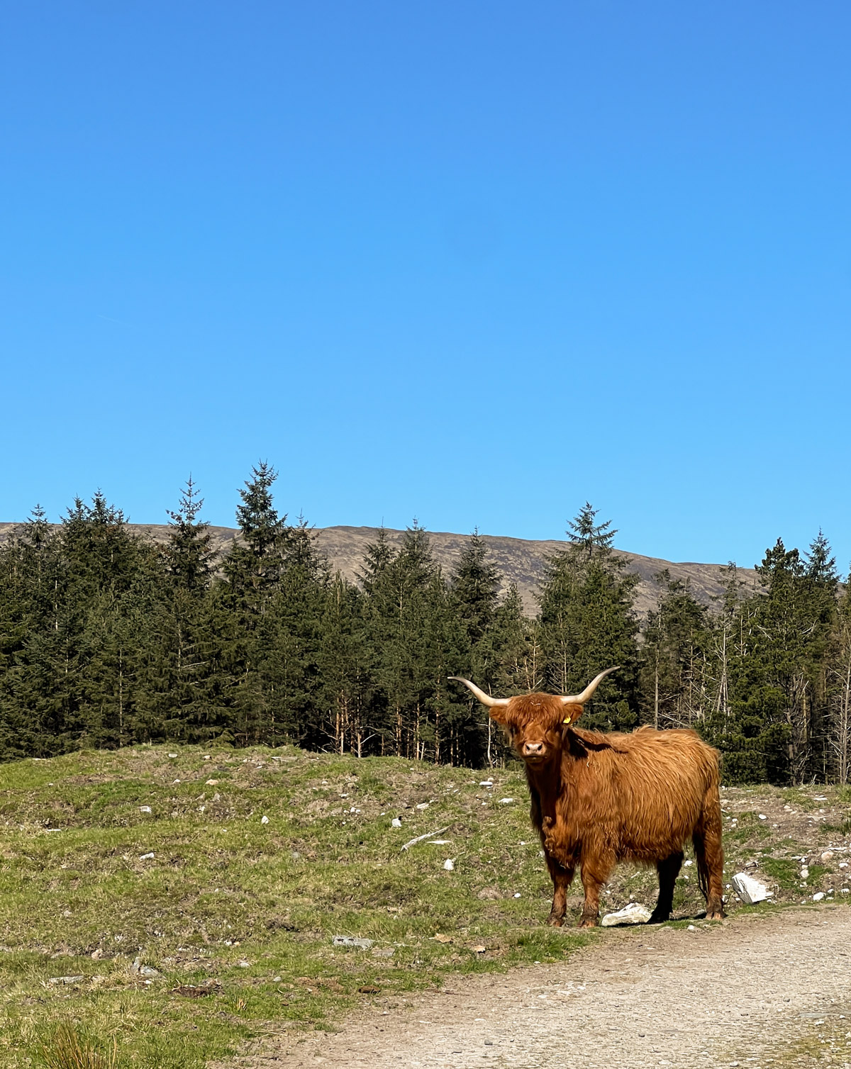 Seeing highland cows on the West highland way trail 