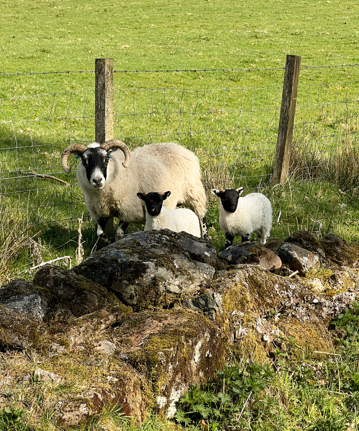 Lambing season in Scotland on the 96 mile West Highland way hike 