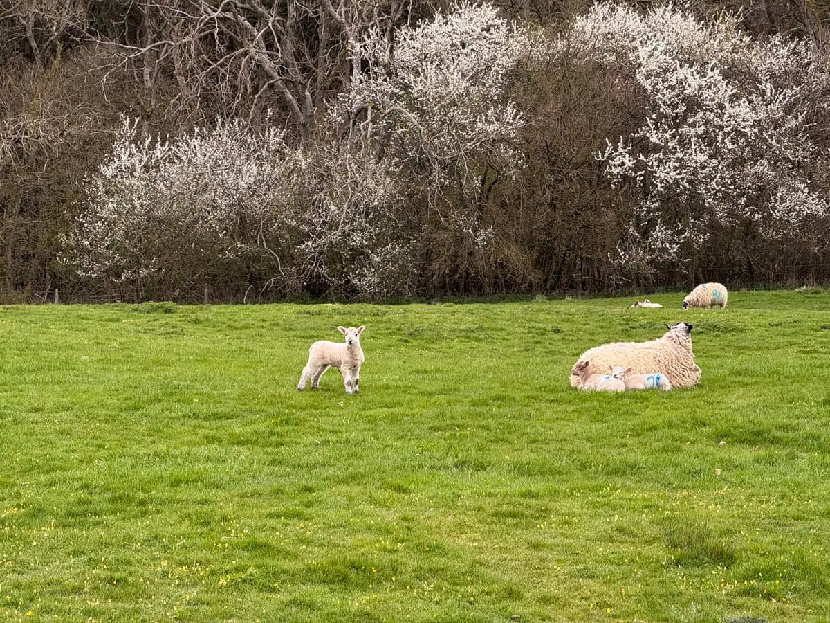 lamb season in England