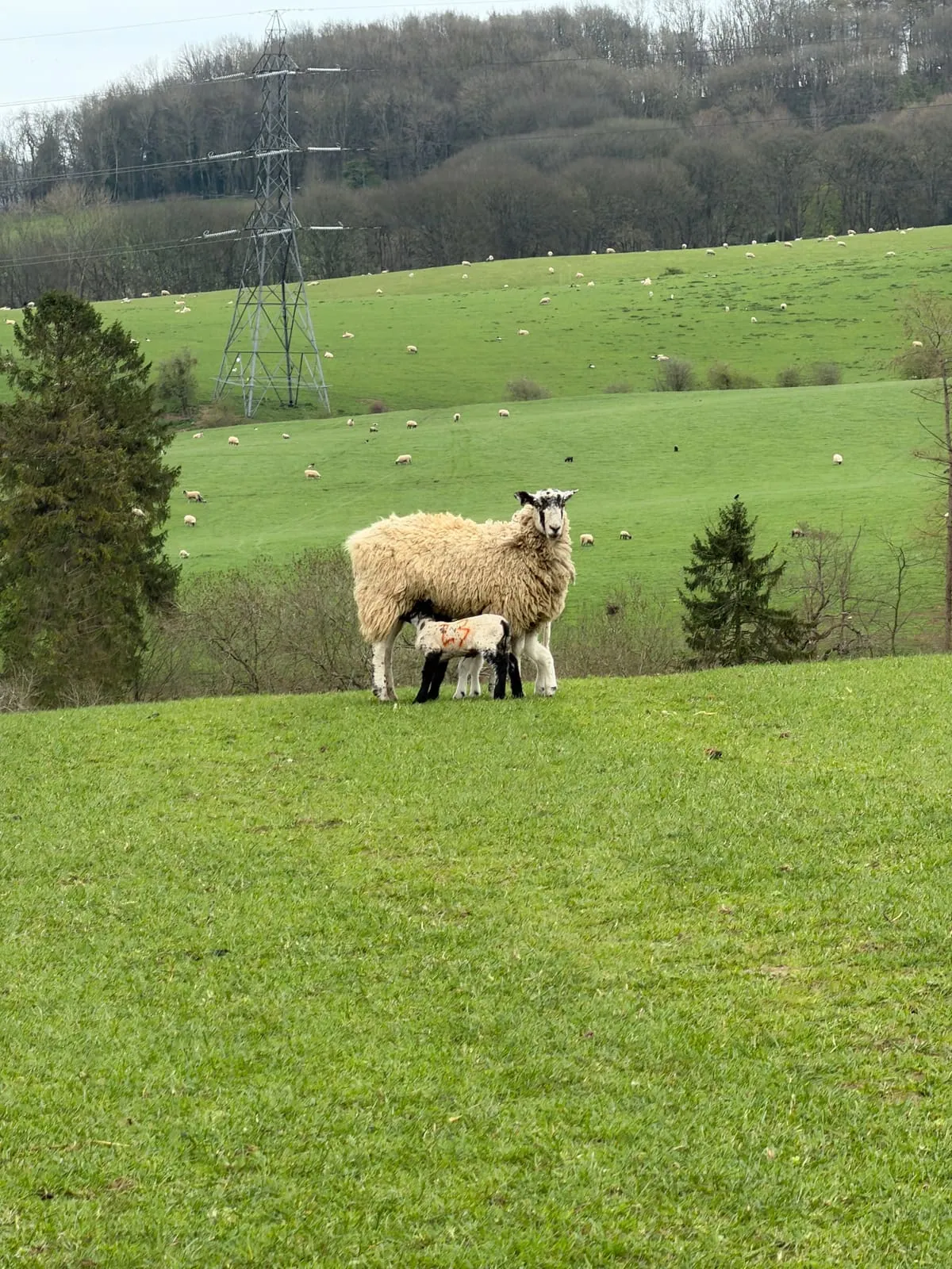 lambing season