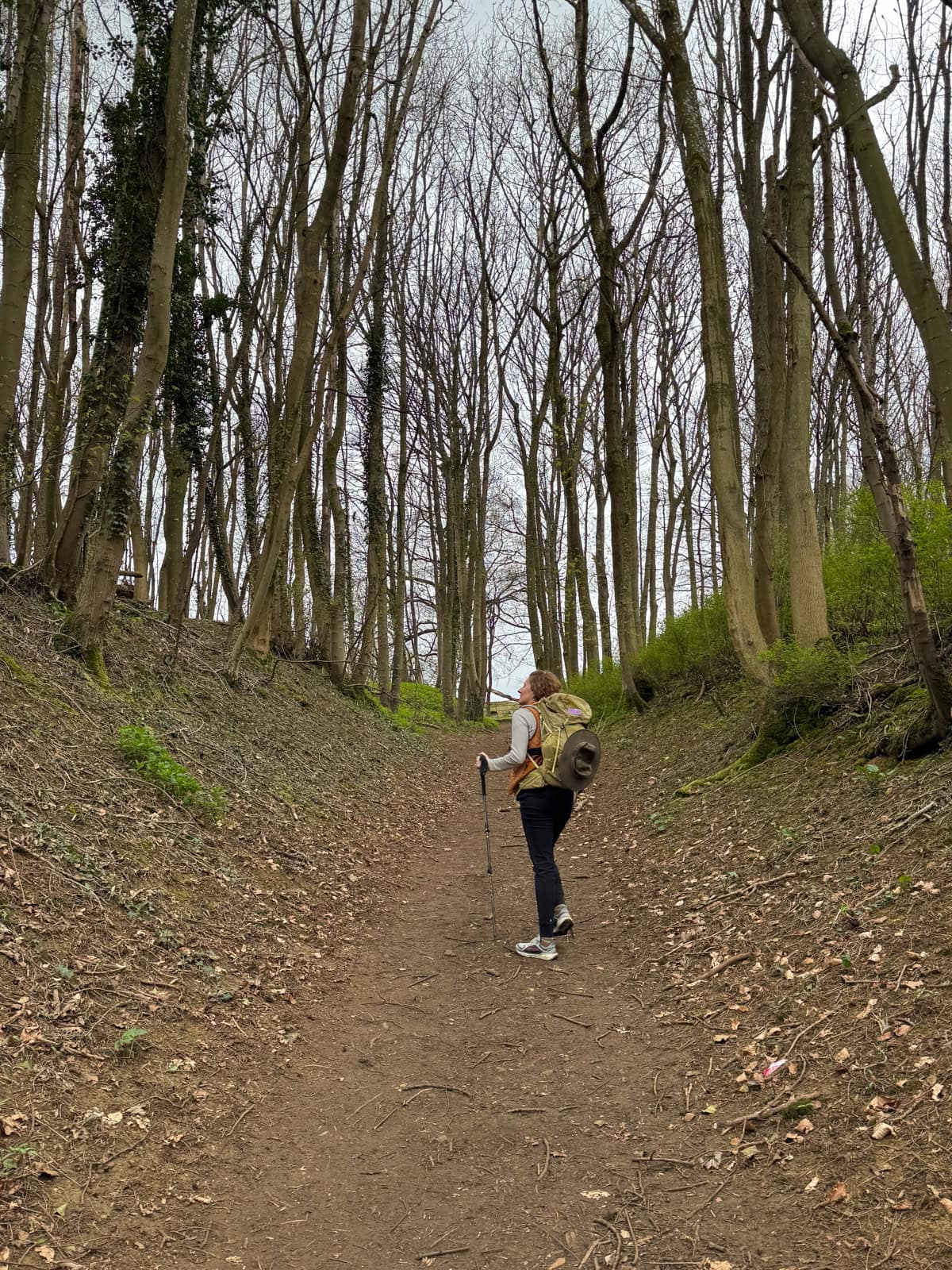 trees on the trail on the cotswold way