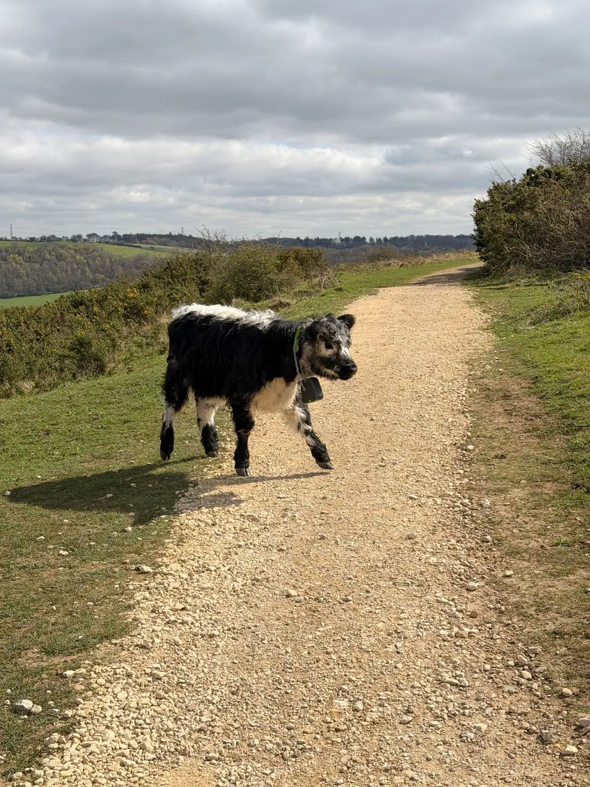 Open range cows