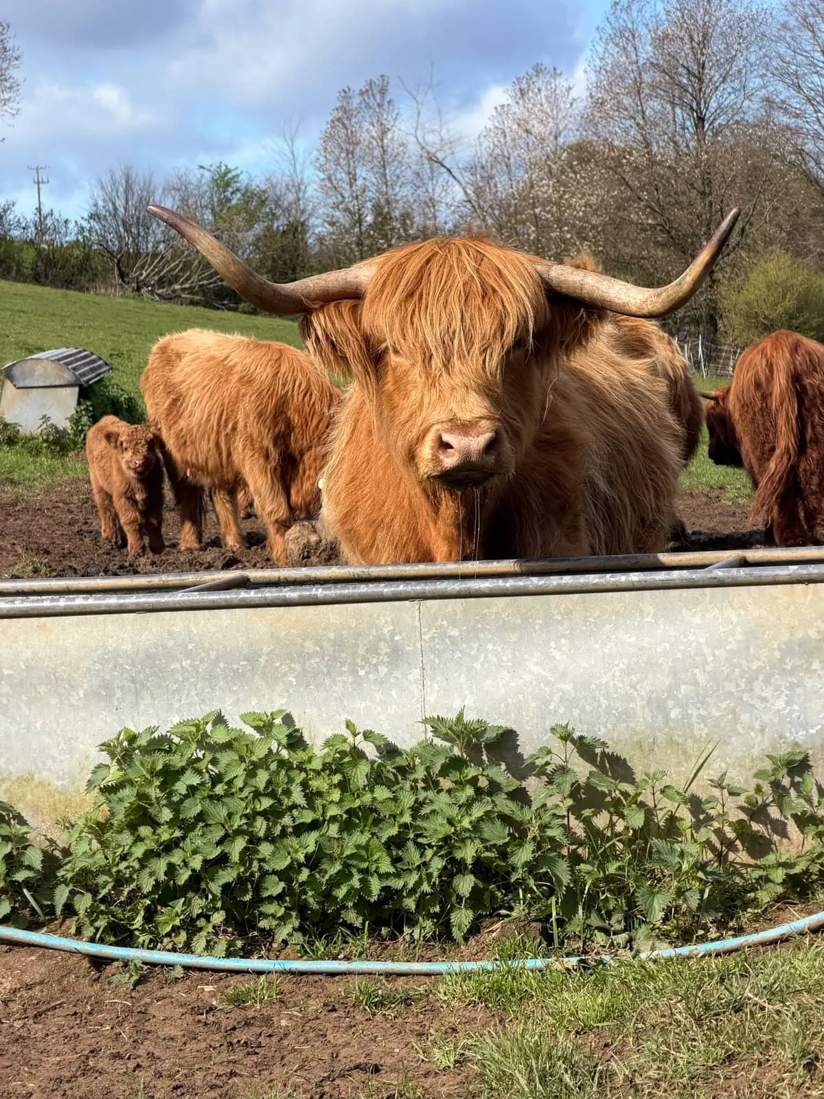 highland cows on the cotswold way